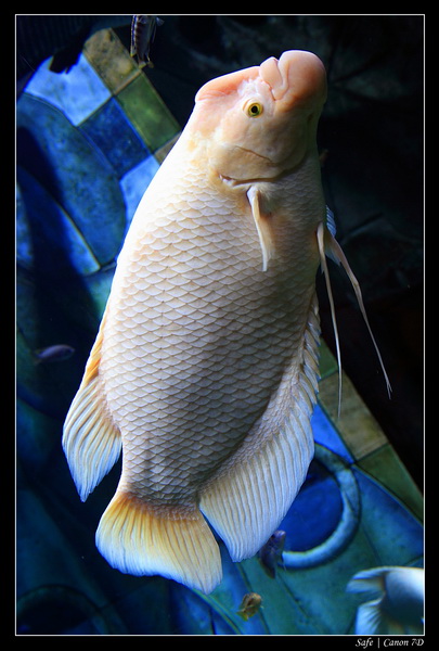 2012 - 06 - Dubai - 059